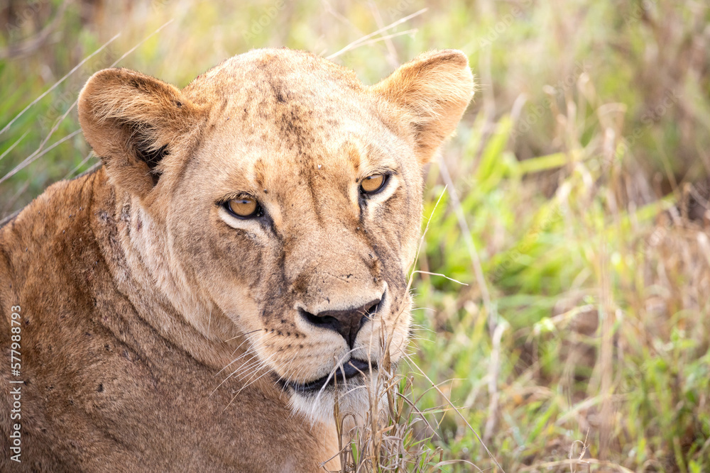 Close-up, portrait, of a lion. Female lion in the grass of the savannah of africa. Big eyes watchful look of a mother in the national park in Africa Kenya Close-up, portrait, of a lion. Female lion in the grass of the savannah of africa. Big eyes watchful look of a mother in the national park in Africa Kenya