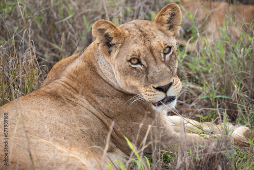 Close-up  portrait  of a lion. Female lion in the grass of the savannah of africa. Big eyes watchful look of a mother in the national park in Africa Kenya