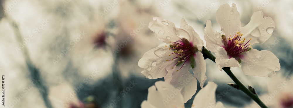 Detail of white almond blossoms with yellow stamens after the rain Detail of white almond blossoms with yellow stamens after the rain