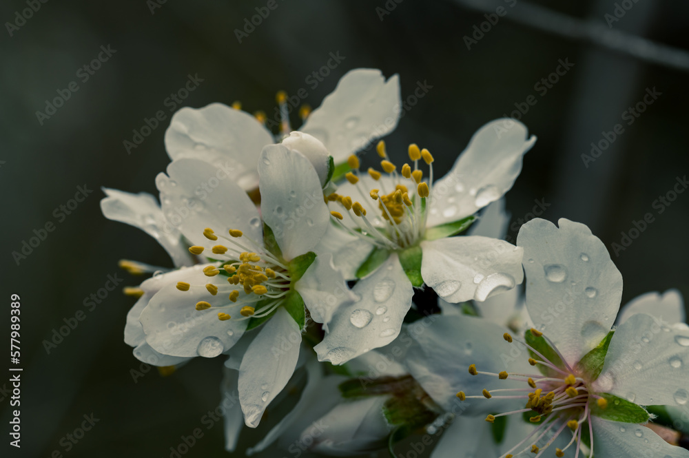 Detail of white almond blossoms with yellow stamens after the rain Detail of white almond blossoms with yellow stamens after the rain
