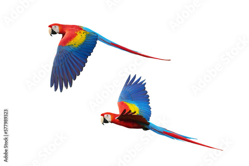 Parrot bird scarlet macaw  isolated on white background. This has clipping path. © Sanit