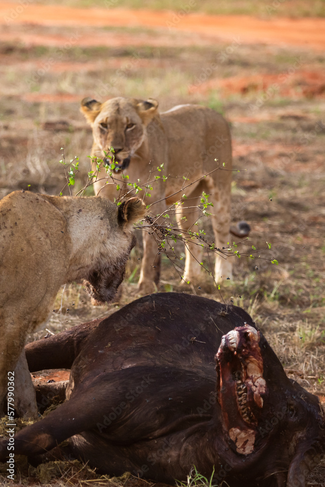 Female lion pride mauling a water buffalo in the wild. After hunting and feeding on safari. Lions in a frenzy. Kenya africa, national park Female lion pride mauling a water buffalo in the wild. After hunting and feeding on safari. Lions in a frenzy. Kenya africa, national park