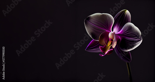 Dark purple orchid flower in black background generative ai