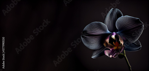 Canvastavla Dark purple orchid flower in black background generative ai