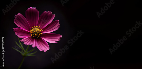 Dark pink cosmos flower in black background 