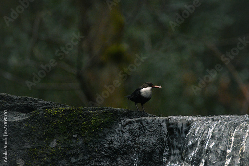 Dipper bird with a leaf in it's mouth, perched on Goit Stock waterfall