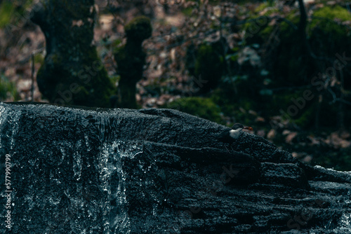 Dipper bird with a leaf in it's mouth, perched on Goit Stock waterfall