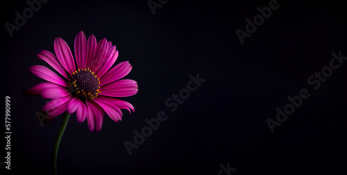 Dark pink anemon flower in black background generative ai