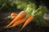 Carrots are root vegetables that are rich in beta carotene, which is known as a precursor of Vitamin A. Most varieties are orange but they can also come in a variety of colors, including white, purple