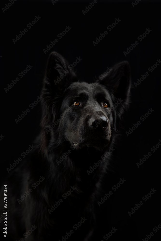 Portret van een Zwarte herder Portret van een Zwarte herder
