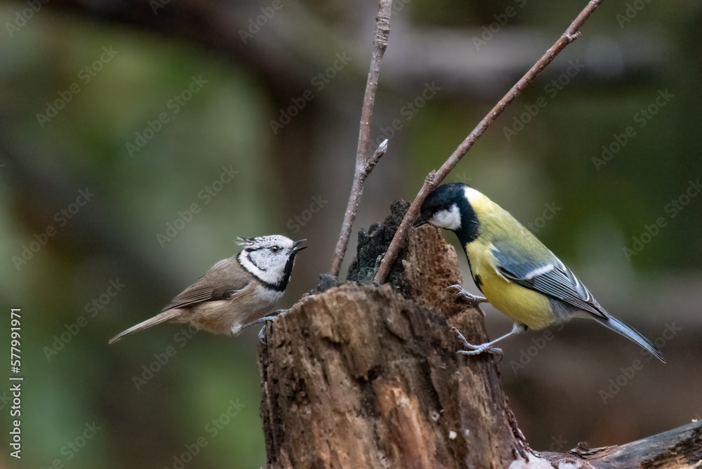 Fototapeta premium Crested Tit on a trunk