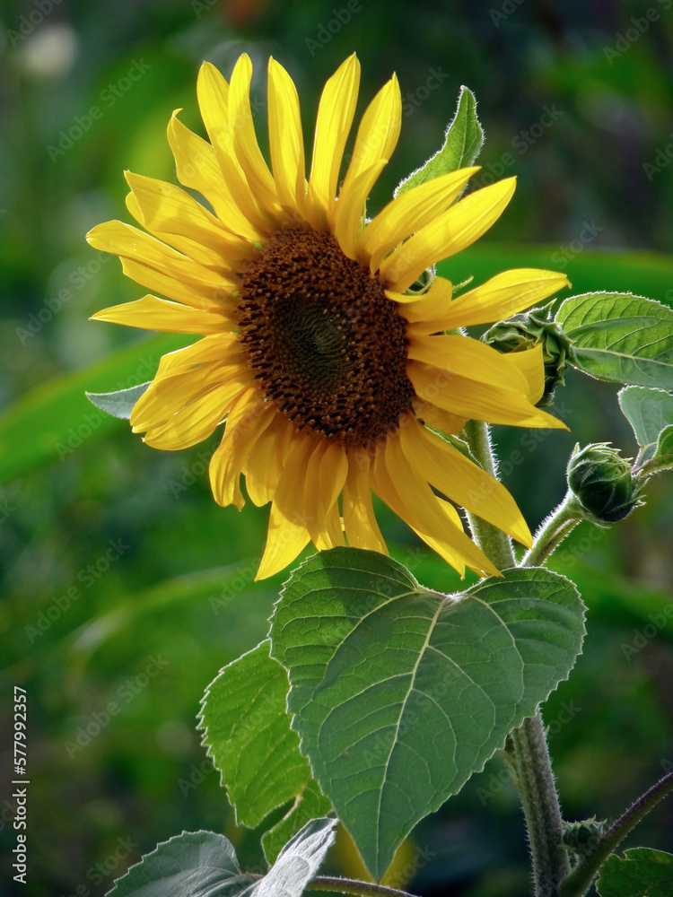 Obraz premium Blooming sunflower in a field
