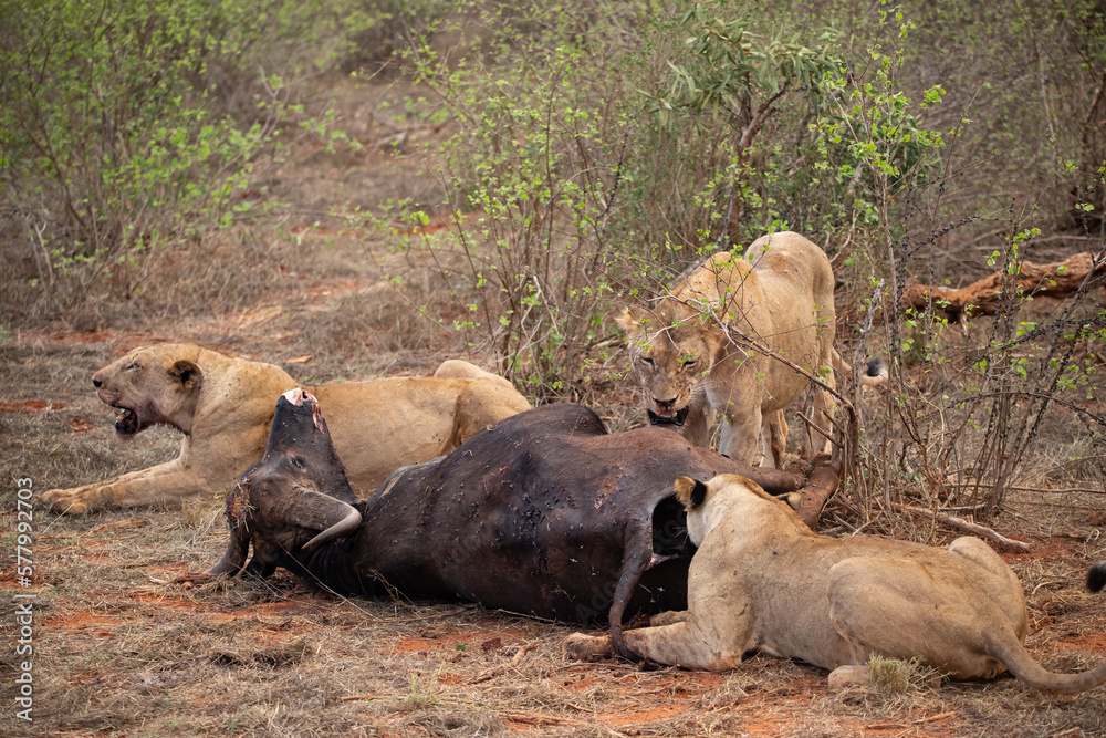 Female lion pride mauling a water buffalo in the wild. After hunting and feeding on safari. Lions in a frenzy. Kenya africa, national park Female lion pride mauling a water buffalo in the wild. After hunting and feeding on safari. Lions in a frenzy. Kenya africa, national park
