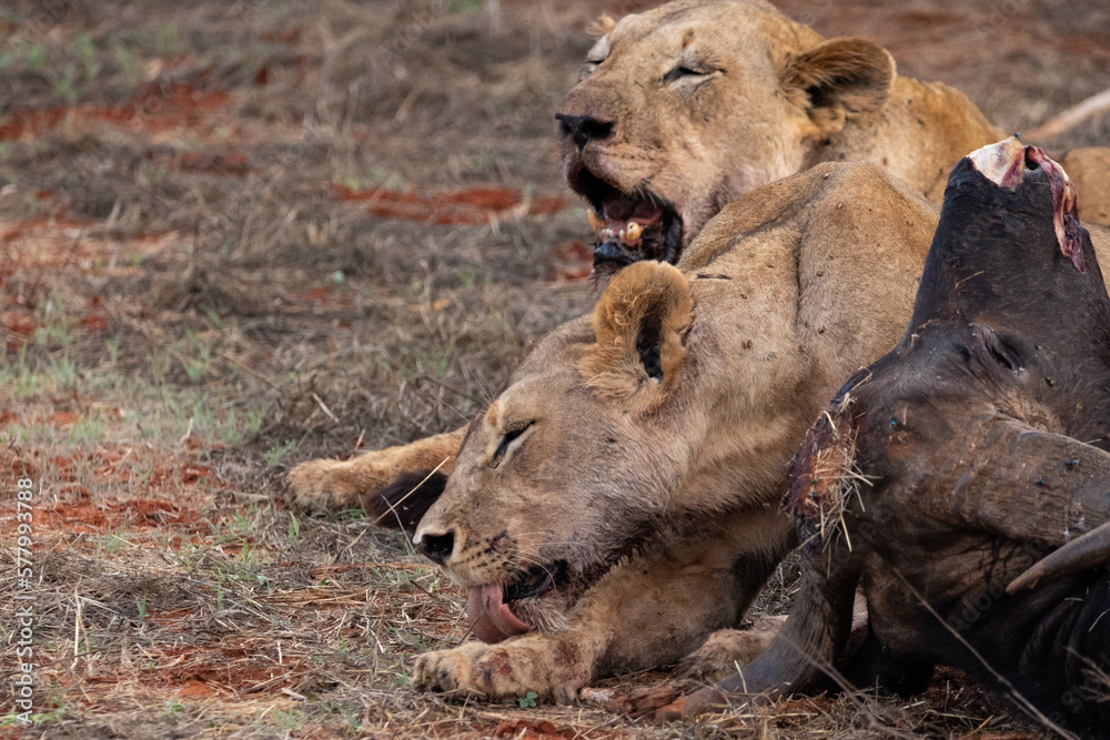 Female lion pride mauling a water buffalo in the wild. After hunting and feeding on safari. Lions in a frenzy. Kenya africa, national park Female lion pride mauling a water buffalo in the wild. After hunting and feeding on safari. Lions in a frenzy. Kenya africa, national park