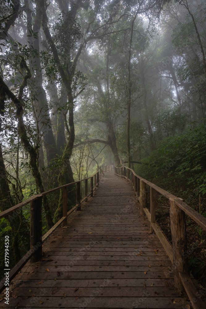 Ang Ka Luang Nature Trail is an educational ecosystem nature trail inside a rainforest on Doi Inthanon National Park in Chiang Mai, Thailand. Concept travel and trekking, nature environment.