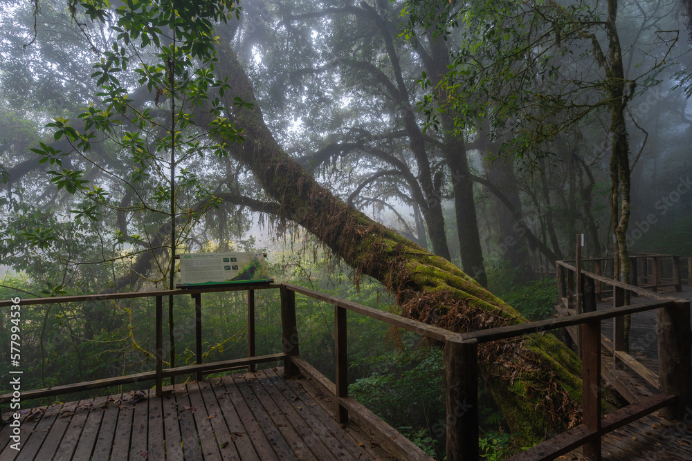 Ang Ka Luang Nature Trail is an educational ecosystem nature trail inside a rainforest on Doi Inthanon National Park in Chiang Mai, Thailand. Concept travel and trekking, nature environment.