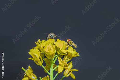 Yellow and black Hoverfly (Asarkina Africana) feeding on yellow Wild flowers during spring, Cape Town, South Africa photo