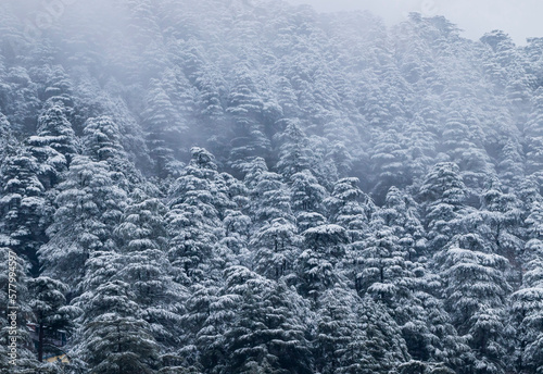 Snowfall on forests in Shimla