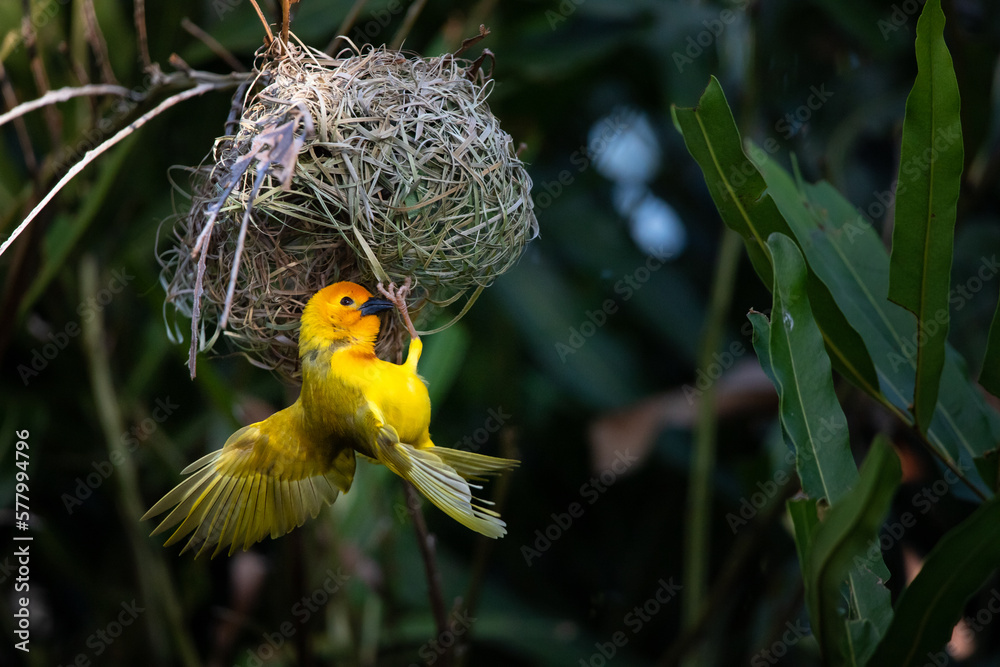 The weaver birds (Ploceidae) from Africa, also known as Widah finches