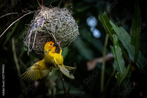The weaver birds (Ploceidae) from Africa, also known as Widah finches building a nest. A braided masterpiece of a bird. Spread Wings Frozen photo