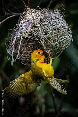 The weaver birds (Ploceidae) from Africa, also known as Widah finches building a nest. A braided masterpiece of a bird. Spread Wings Frozen photo