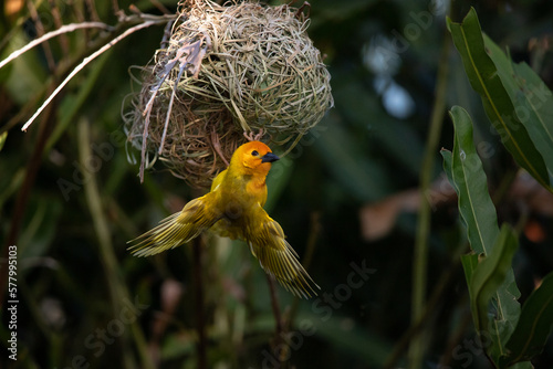 The weaver birds (Ploceidae) from Africa, also known as Widah finches building a nest. A braided masterpiece of a bird. Spread Wings Frozen photo