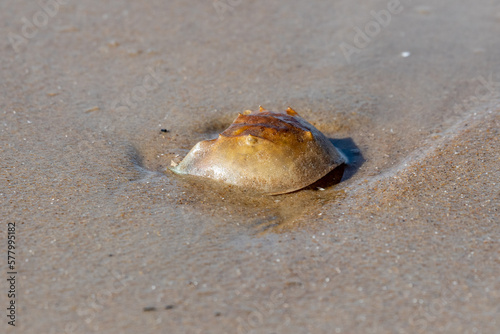 A horseshoe crab along the beach during sunset. The soft sun glow is giving a warm light on its shell. 