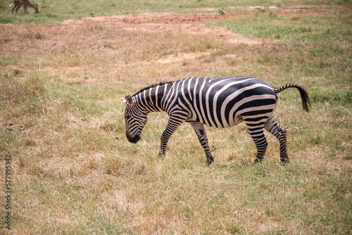 Zepra in nature. Africa Kenya Tanzania  the plains zebra in a landscape shot on a safari  in the national park