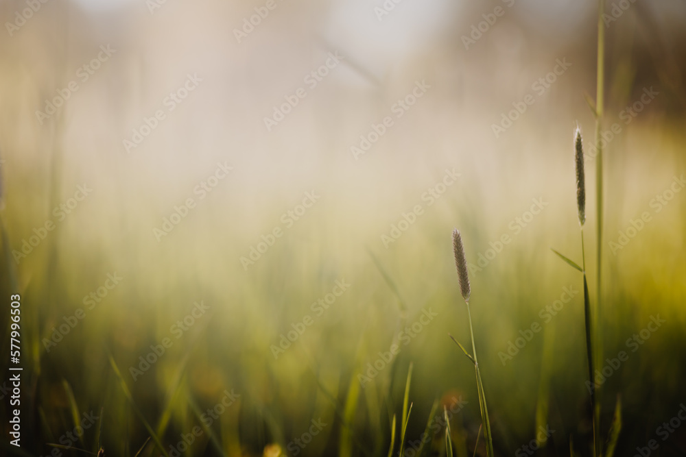 Flowering grass in a meadow. Summery soft blurred background. Warmth and atmospheric mood.