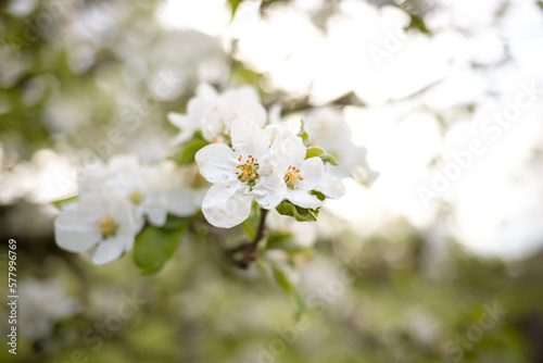 The branches of a blossoming plum tree on a spring day. White blossom in spring with bokeh background and closeup.
