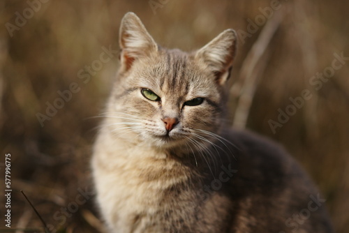 Grey cat sits in sunny garden, closeup portrait