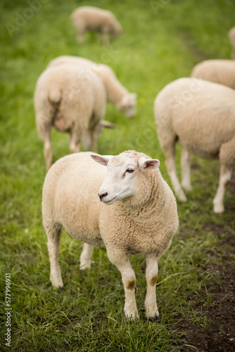 Sheep are standing in a green meadow. Focus on front sheep. It looks to the left © Isabella Marlen