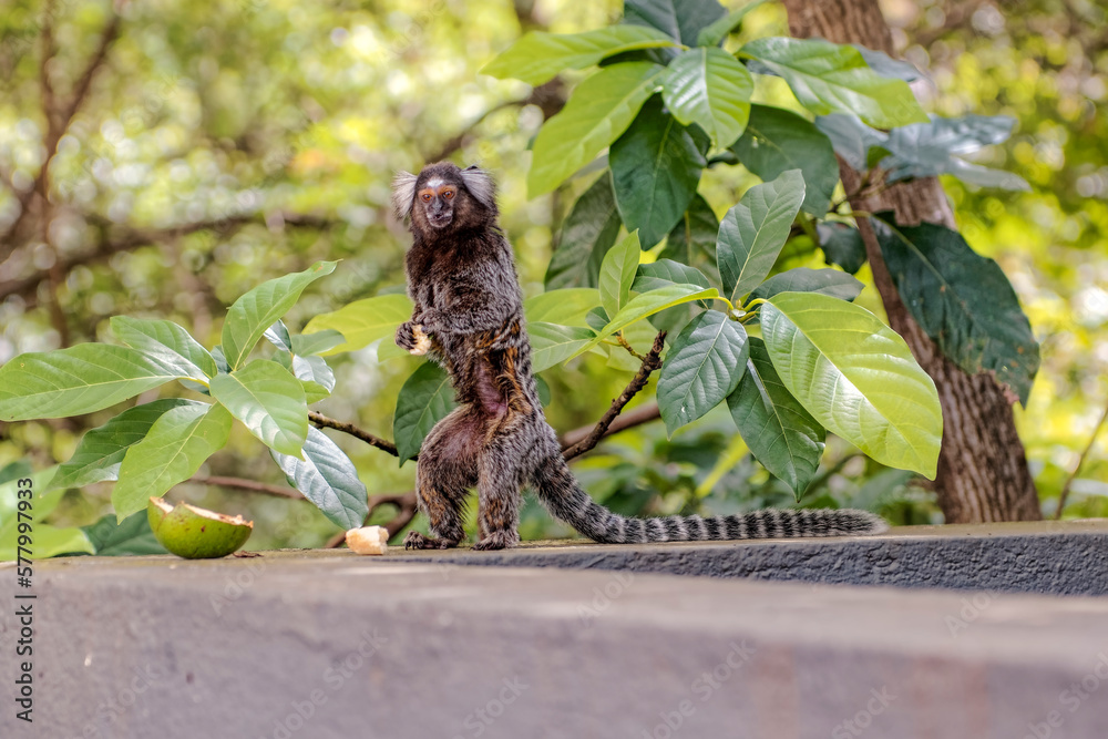 Monkey standing on hind legs in Brazil Monkey standing on hind legs in Brazil
