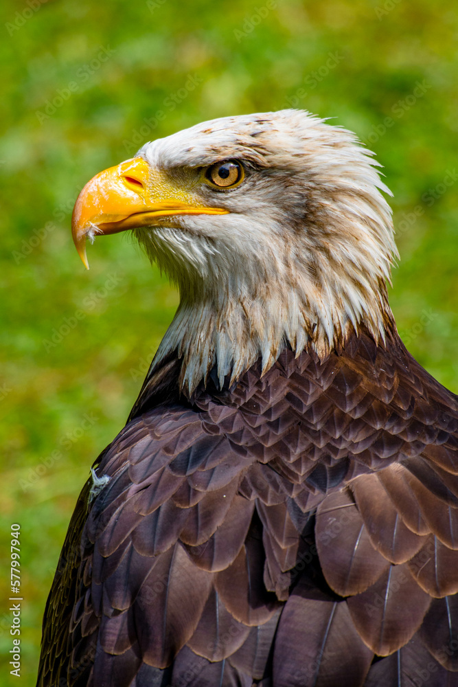 Obraz premium The bald eagle (Haliaeetus leucocephalus)