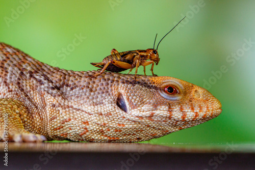 The Tiliqua scincoides scincoides, or eastern blue-tongued lizard photo