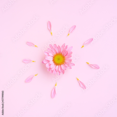Pink Chrysanthemum Flower on pink background  Top view  Close-up