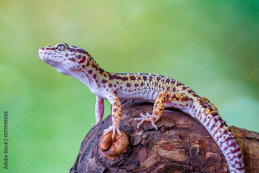 The leopard gecko or common leopard gecko (Eublepharis macularius)