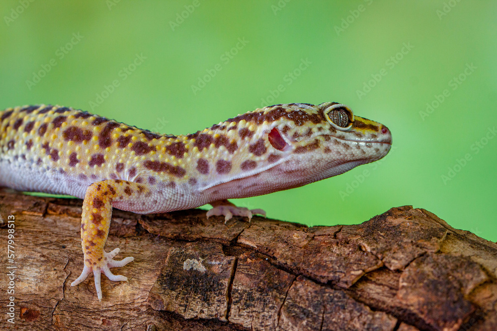 Naklejka premium The leopard gecko or common leopard gecko (Eublepharis macularius)