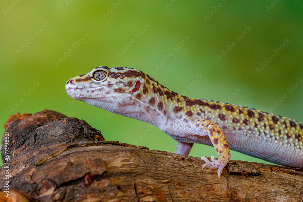 Naklejka premium The leopard gecko or common leopard gecko (Eublepharis macularius)
