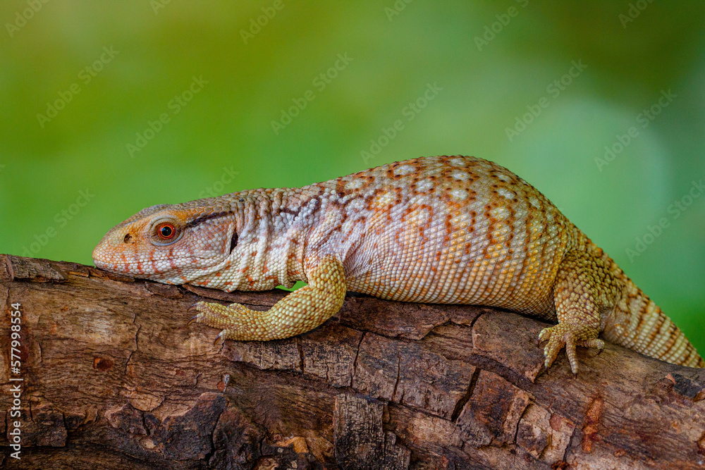 The Tiliqua scincoides scincoides, or eastern blue-tongued lizard The Tiliqua scincoides scincoides, or eastern blue-tongued lizard