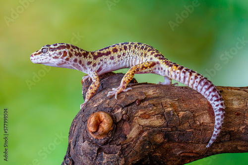 The leopard gecko or common leopard gecko (Eublepharis macularius)