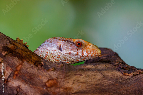 The Tiliqua scincoides scincoides, or eastern blue-tongued lizard