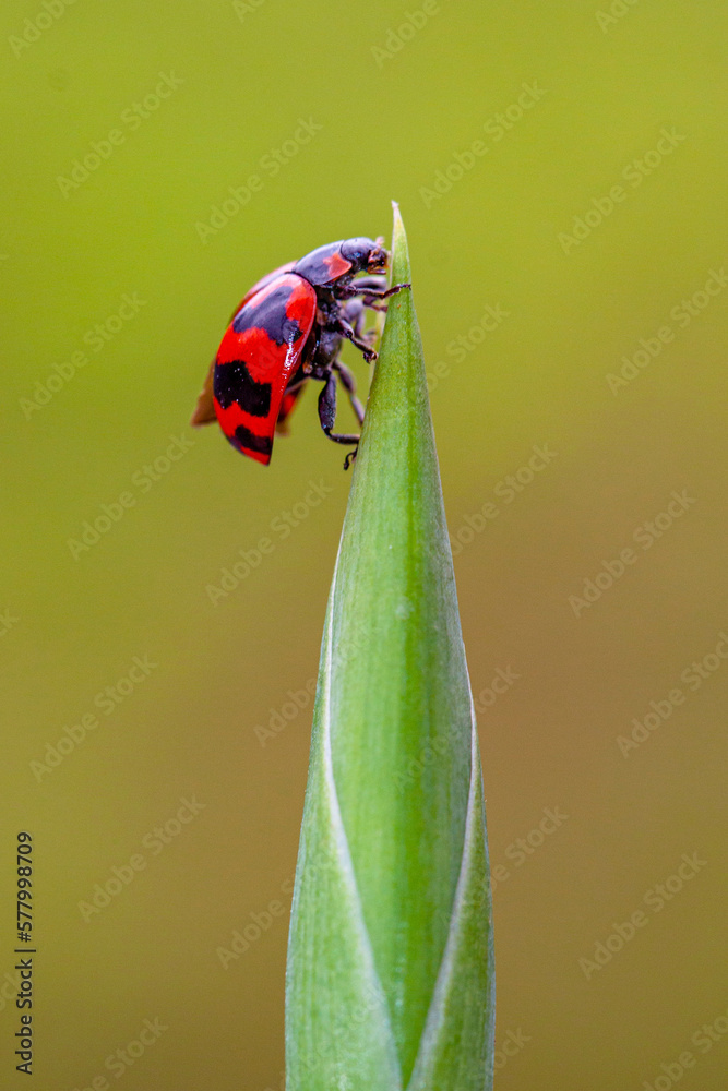 Naklejka premium Six-spotted Zigzag Ladybird (Cheilomenes sexmaculata) 
