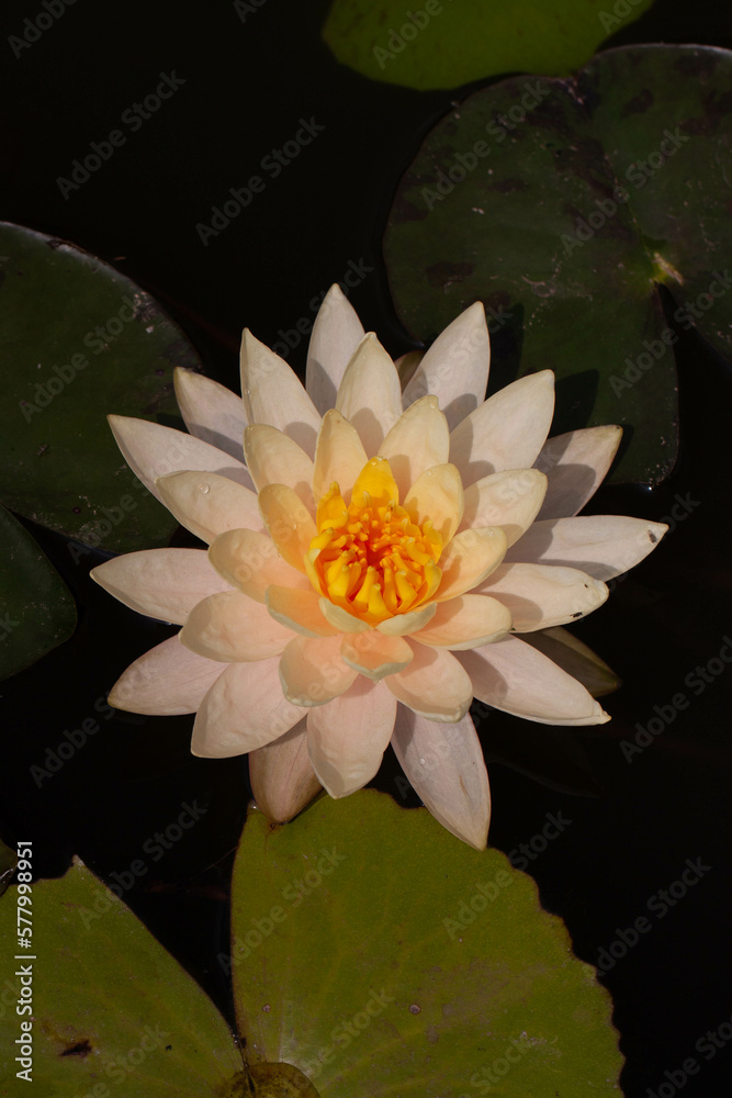 Aquatic plants are plants that have adapted to living in aquatic environments (saltwater or freshwater) Aquatic plants are plants that have adapted to living in aquatic environments (saltwater or freshwater)