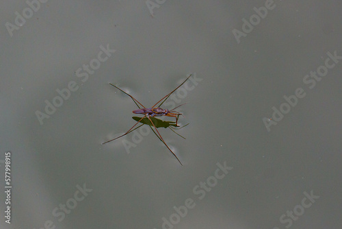 The water strider (also known as the pond skater) is a true bug, an insect of the family Gerridae. It can run across the surface of water photo