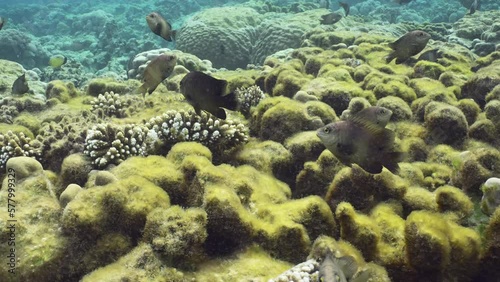 Farmerfish swims over coral reef and looks curiously into camera, slow motion. Group of Dusky Farmerfish (Stegastes nigricans) swim above coral reef in sunbeams at sunset photo