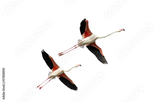 flight of free flamingos isolated on transparent background