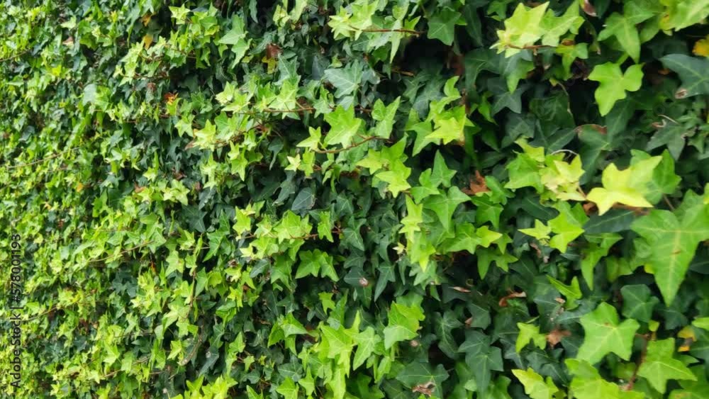 The camera monitors the green leaves of the bushes in the garden The camera monitors the green leaves of the bushes in the garden