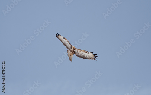 a hawk looking for bait in the air  Common Buzzard  Buteo buteo