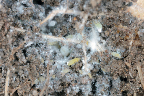 Sugarbeet root aphid, beet root aphid, Pemphigus fuscicornis. A species of aphids, a pest of crop plants that lives on the roots of plants in the soil. Insects produce waxy white, blue releases.